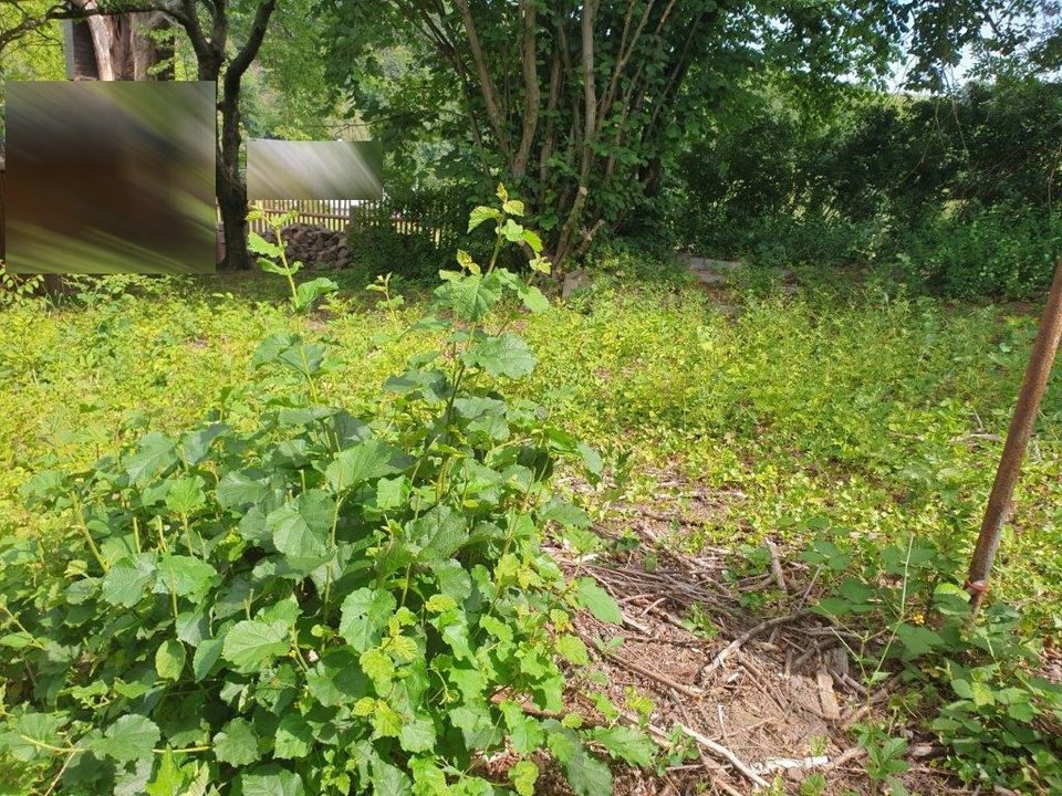 Ruhige, naturverbundene u. kinderfreundliche Lage in Mittweida in Mittweida