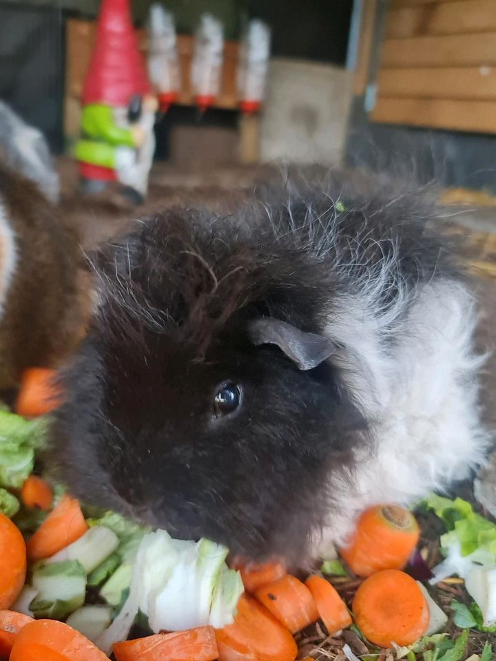 Meerschweinchen Notstation hat Plätze Frei♡ in Erftstadt