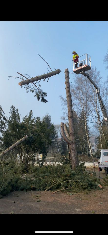 Sturmschaden Rasen mähen Grundstückpflege Baumfällung Hecken schn in Dillingen (Saar)