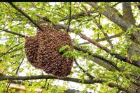 Bienenschwarm, Imker, kostenlos einfangen Thüringen - Erfurt Vorschau