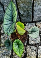 Alocasia Platinum -  M1 Hessen - Obertshausen Vorschau