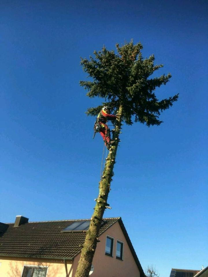 Spezial Fällung, Baumpflege, Wurzelstockfräsen in Oettingen in Bayern