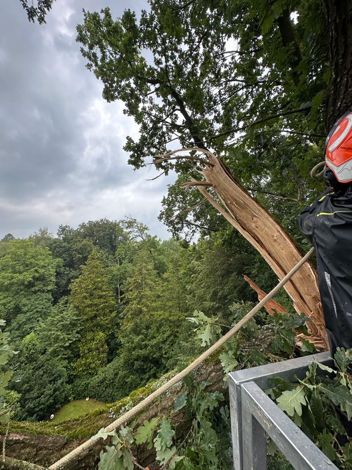 Baumfällung Baumpflege Baumschnitt Heckenschnitt in Tangstedt 