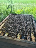Bienen Volk Zander einräumig standbegattet 2023 Kr. München - Ismaning Vorschau