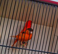 Verkaufe ein Paar Rote Kanarienvögel Kreis Pinneberg - Rellingen Vorschau