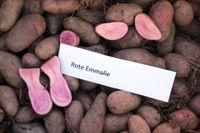 Saatkartoffeln Pflanzkartoffeln Rote Emmalie Hobbylandwirtschaft Brandenburg - Löwenberger Land Vorschau