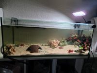 Aquarium ohne Tiere, ohne Lampe, ohne Pumpe Nordrhein-Westfalen - Hilden Vorschau
