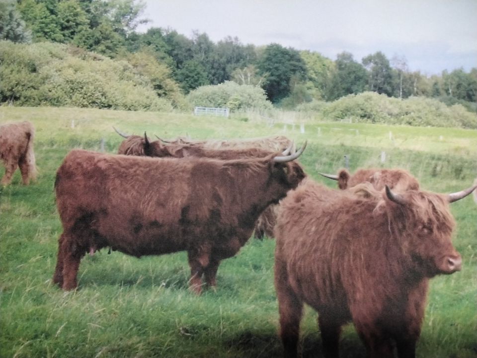 11 weibliche highland-cattle aus 2022 und 2023 abzugeben in Neuenbrook