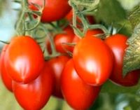 Tomatenpflanzen alte seltene Sorten Berner Rose Karamel Rome Berlin - Spandau Vorschau