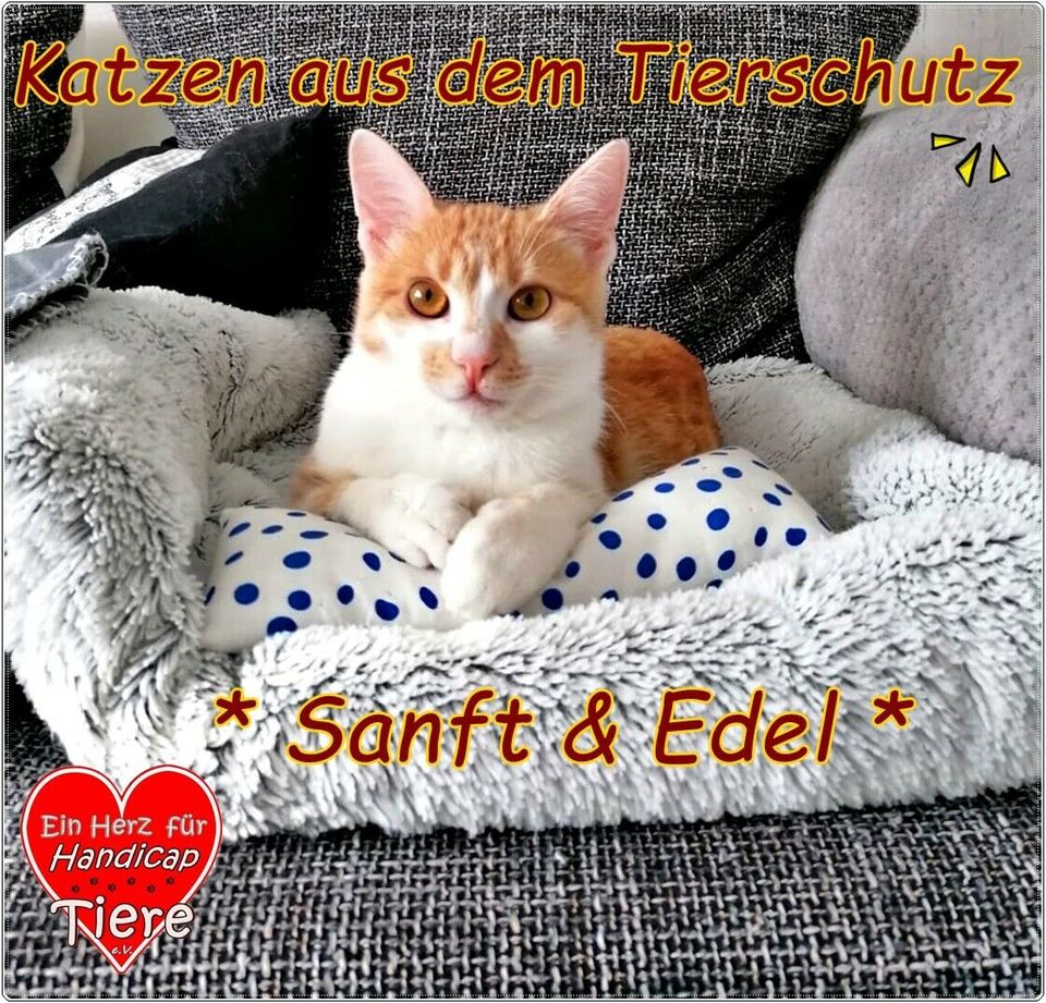 Pflegestellen für soziale Hunde und Katzen gesucht ! in Berne