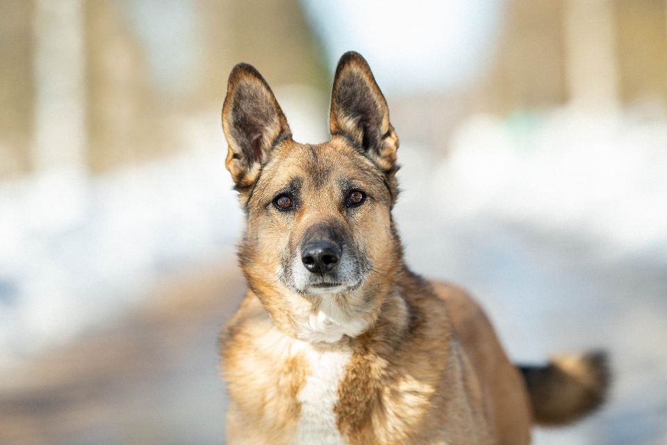 Tierschutz - Marcel sucht ein liebevolles Zuhause! in Aachen