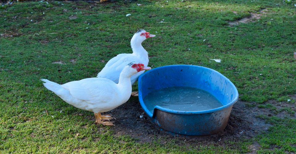 Flugenten, Warzenenten weiß in Alzenau