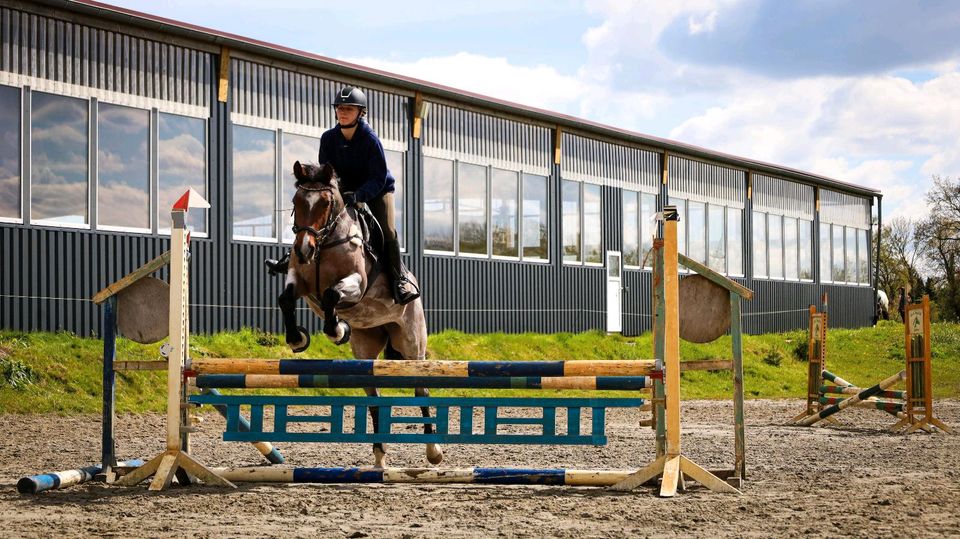 Deutsche Reitponystute XXL in Tangstedt