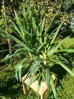 Yucca Palmlilie Yucca-Elephantipes drei bodennahe Triebe Baden-Württemberg - Plüderhausen Vorschau