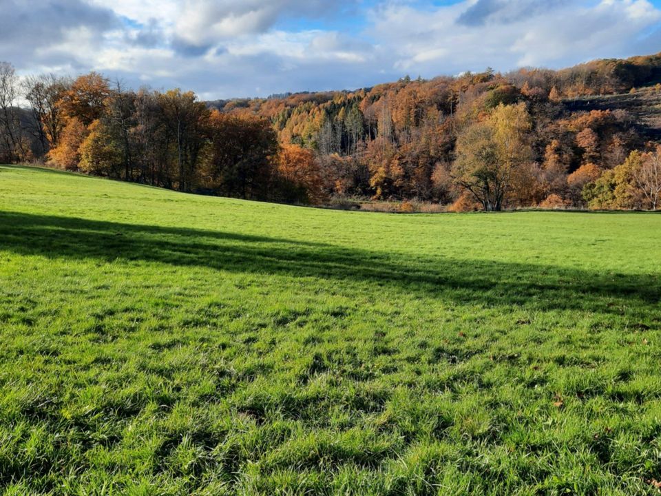 Neuer Preis! Pferdehaltung mit ca. 10 ha Pachtland, Mehrgenerationenwohnen, Wohnen und vermieten, Kfz-Werkstatt, Lagerfläche...alles ist möglich! in Ransbach-Baumbach