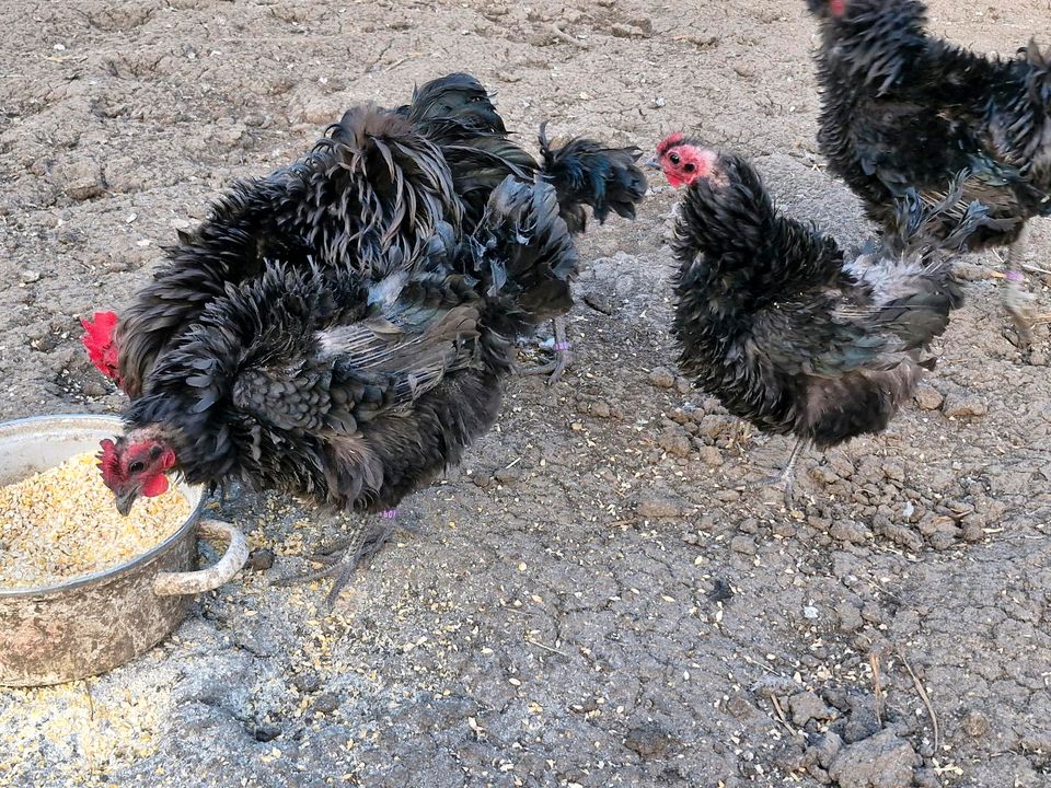 Zwerg Strupphühner in Treuchtlingen