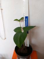 Thyphonium spec. Rheinland-Pfalz - Bad Ems Vorschau