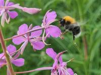 Schmalblättriges Weideröschen (Epilobium angustifolium) Baden-Württemberg - Horgenzell Vorschau