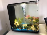 Aquarium komplett mit Filter, Licht, Deko, Pflanzen, Fischen, Niedersachsen - Burgwedel Vorschau