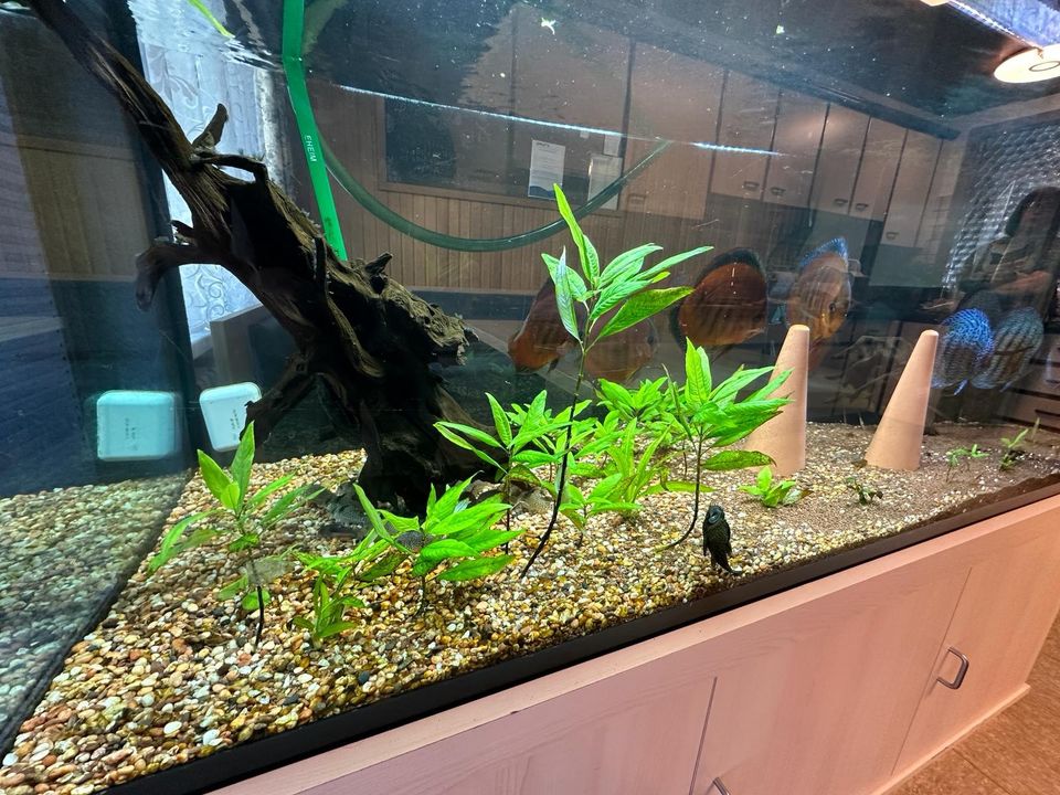 Aquarium mit Alu Abdeckung, Ausenfilter, Unterschrank in Sigmaringen