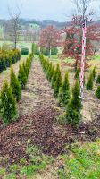 Thuja occ. Smaragd-Lebensbaum 80 cm bis 8 m in Baumschulqualität Nordrhein-Westfalen - Velbert Vorschau