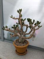 Pachypodium horombense, Altpflanze, Sammlerstück Baden-Württemberg - Leonberg Vorschau