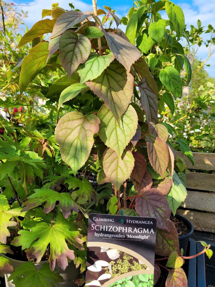 Kletterhortensie Schizophragma rosa und versch. in Soest