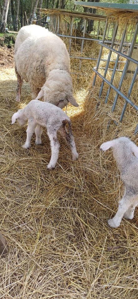 Gemischte Schafherde zu verkaufen in Birgel