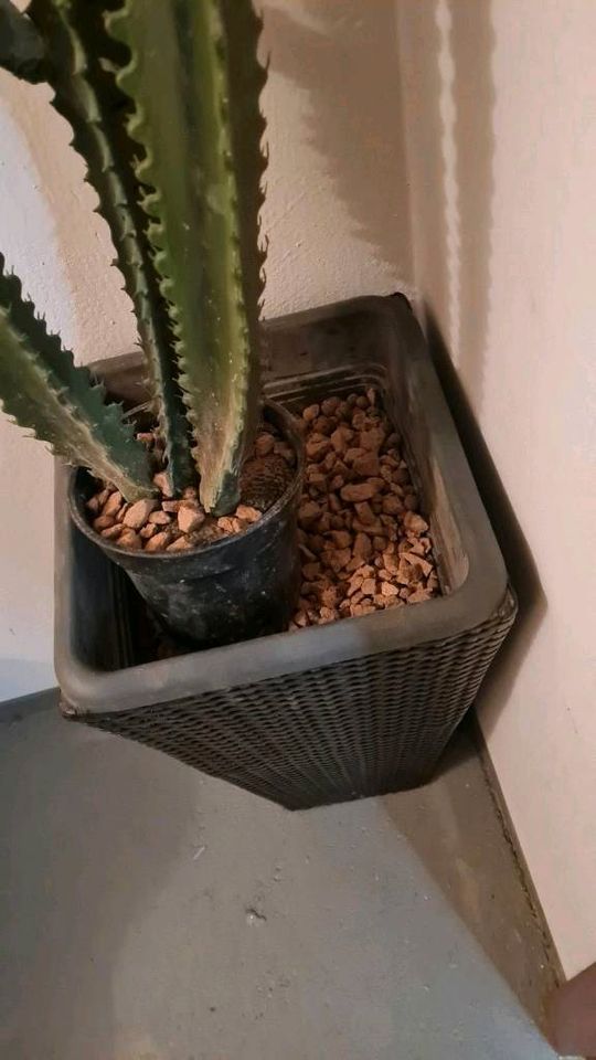 Kunstpflanze  Kaktus   künstlich mit Topf in Kelkheim