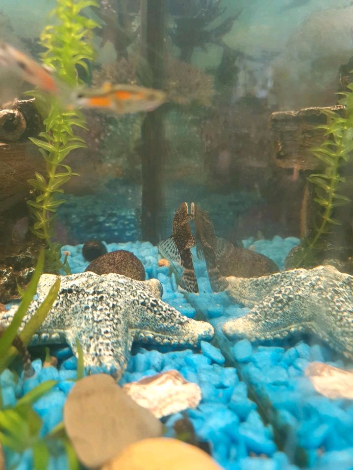 Aquarium fishe guppyes 1 euro  per stück wels in Greven