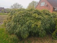 Bambus zu verschenken Niedersachsen - Wiesmoor Vorschau