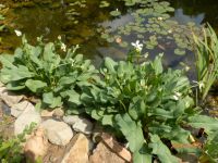 Teichpflanzen Wasseranemone , Anemopsis californica weiß blühend Nordrhein-Westfalen - Hamm Vorschau