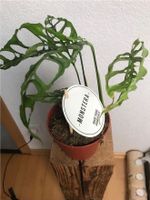 Pflanze Monstera Obliqua Peru Baden-Württemberg - Freiburg im Breisgau Vorschau