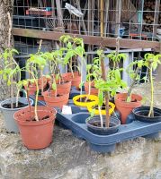 Bio-Tomatenpflanzen Nordrhein-Westfalen - Steinfurt Vorschau