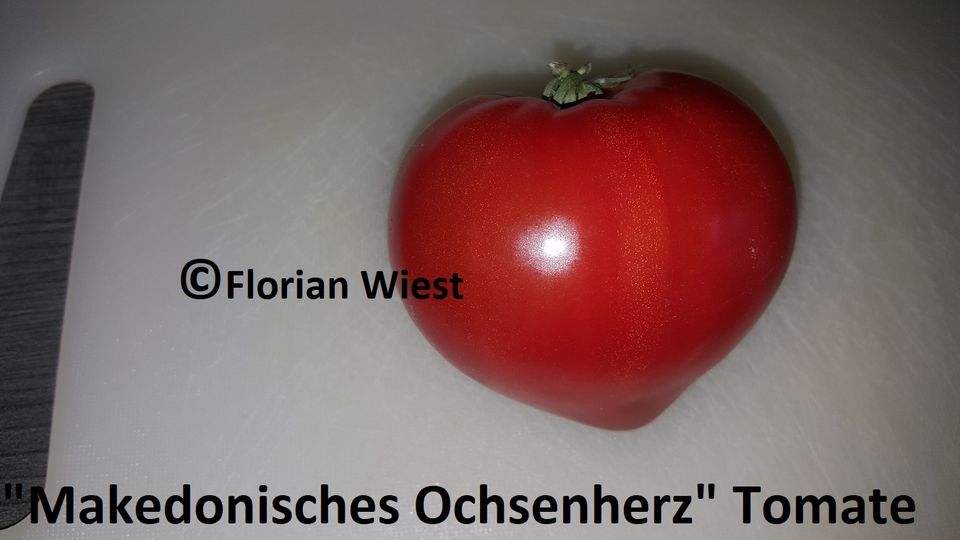 Tomaten - Fleischtomaten, Salattomaten und  Coktailtomaten Samen in Freital