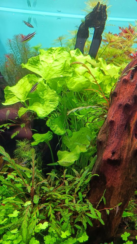 Nymphoides hydrophylla Taiwan schneckenfrei Aquariumpflanze in Bielefeld