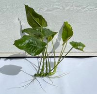 Anubias Speerblatt ( Anubias barteri ) 20 cm x 20 cm Niedersachsen - Westoverledingen Vorschau