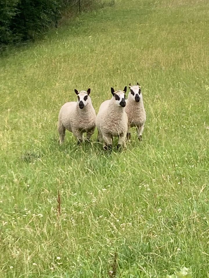 Landschaftspflege mit Schafe und Ziegen in Baddeckenstedt