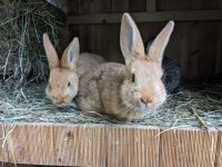 Kaninchen zu vermitteln Hessen - Gemünden Vorschau