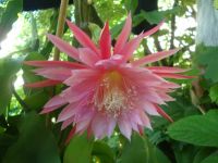 Epiphyllum Blattkaktus Blattkakteen sukkulent   Duft Epi Bayern - Erlangen Vorschau