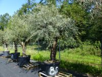 Olivenbaum Olea Europaea knorrige urige Olive winterhart, Nordrhein-Westfalen - Goch Vorschau