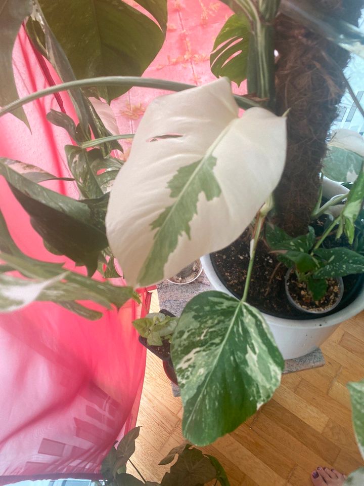 Monstera Albo Variegata Wetstick in Mainz