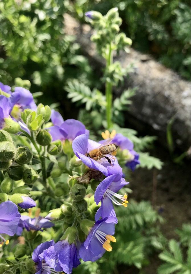 Naturbeetgestaltung Lebensinsel Wildstauden Beratung Insektenoase in Schwenningen