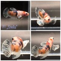 Kampffisch Betta Dumbo Plakat Candy Copper Weibchen Dithmarschen - Tellingstedt Vorschau