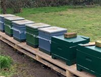 Dringend :Bienenvölker  Carnica und Buckfast auf DNM zu verkaufen Nordrhein-Westfalen - Mönchengladbach Vorschau