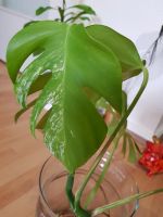 Monstera variegata ganze etabliert Pflanze Berlin - Reinickendorf Vorschau