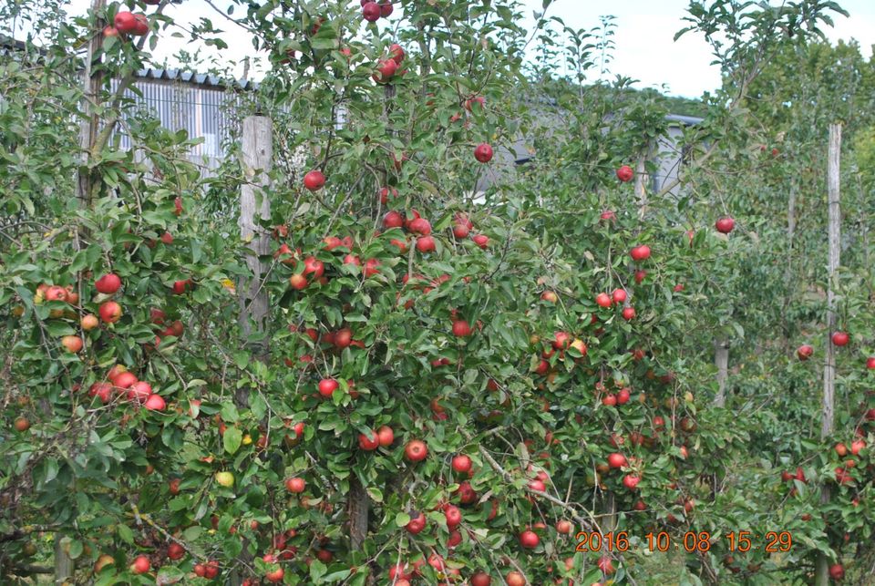 Obstbaumschnitt , Obstbau , Weinbau, Alleebaumschnitt in Kinderbeuern