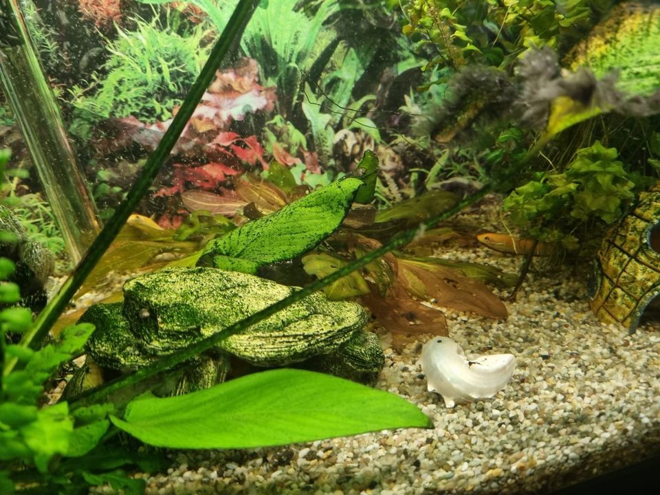 Eheim Aquarium 120l mit Zubehör und Fischen in Meckenheim