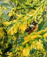 Saatgut Insekten und Bienenfreundlicher Garten Saarland - Dillingen (Saar) Vorschau