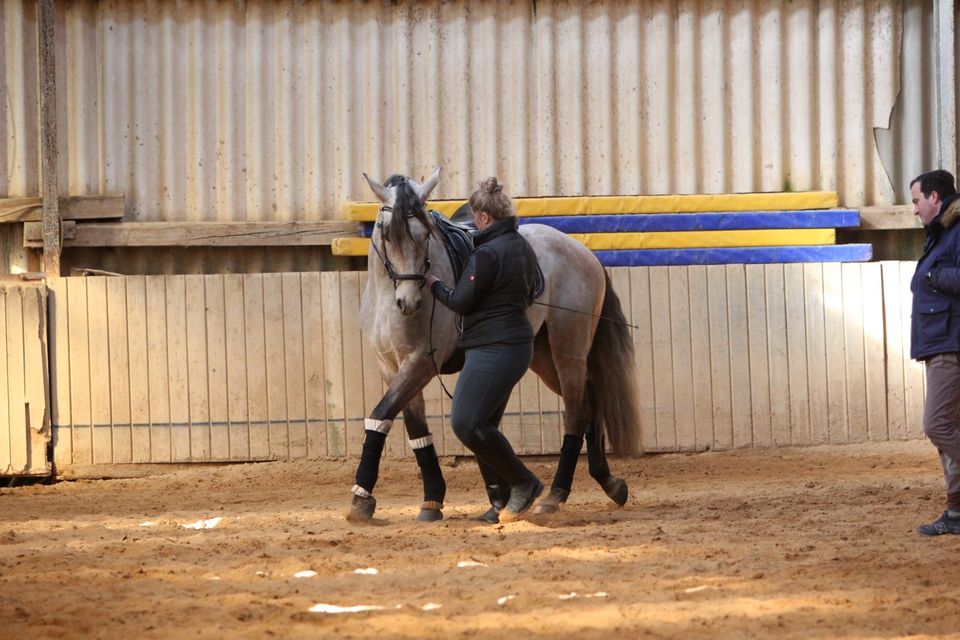 Mobiler Beritt & Reitunterricht in Becherbach